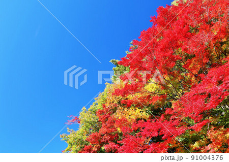 秋の青空と紅葉 91004376