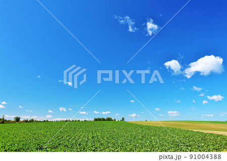 北海道 秋の青空と高原風景 北海道 秋の青空と高原風景 91004388