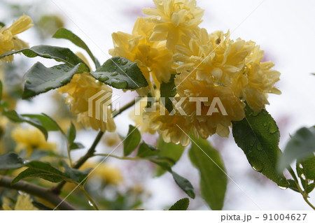 季節の花 91004627