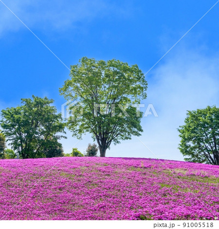 青空バックに見上げる満開の芝桜と若葉の木々のコラボ情景＠富山 91005518