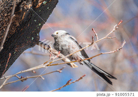 European long-tailed tit, latin name Aegithalos caudatus. A bird sitting on a branch in a deciduous forest. 91005571