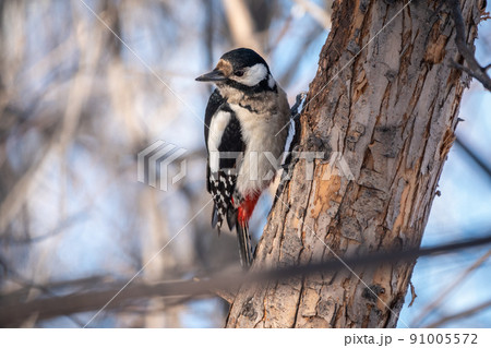 Little woodpecker sits on a tree trunk. The great spotted woodpecker, Dendrocopos major Little woodpecker sits on a tree trunk. The great spotted woodpecker, Dendrocopos major 91005572