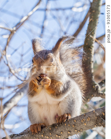 The squirrel with nut sits on tree in the winter or late autumn 91005573
