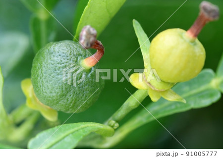 デコポンのこれから大きくなる実と生理落果する実 91005777