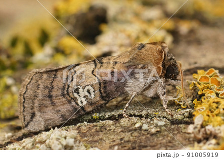 Closeup on a figure of eighty moth, Tethea ocularis sitting on wood 91005919