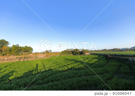 済州島 ビーチ 海水浴場 91006047
