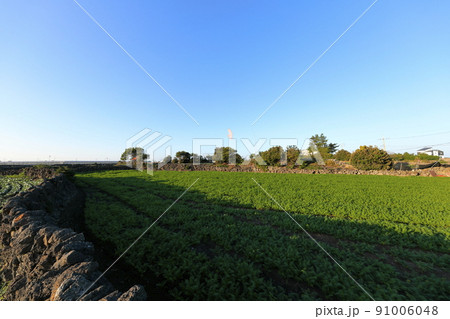 済州島 ビーチ 海水浴場 91006048