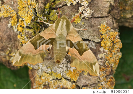 Detailed closeup on the Lime Hawk-moth, Mimas tiliae sitting with open wings Detailed closeup on the Lime Hawk-moth, Mimas tiliae sitting with open wings 91006054