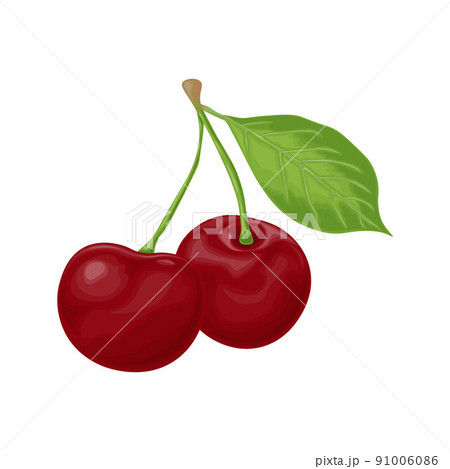 Cherry. An image of a ripe red cherry. Red cherry berries with a green leaf. Garden berries. Vector illustration isolated on a white background 91006086
