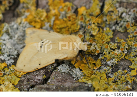 Closeup on the yellow buff ermine moth, Spilosoms lutea sitting on a piece of wood 91006131