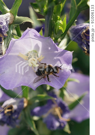 Vertical closeup on a hairy female of the oligolectic Golden tailed Melitta haemorrhoidalis inside one of the host plant a Bellflower, Campanula 91006133