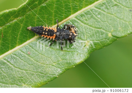 Closeup on cannibalism predation of a larvae Asian ladybird beetle, Harmonia axyridis Closeup on cannibalism predation of a larvae Asian ladybird beetle, Harmonia axyridis 91006172