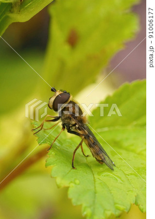 Closeup on a Migrant hoverfly, Eupeodes corollae, sitting on a green leaf in the garden Closeup on a Migrant hoverfly, Eupeodes corollae, sitting on a green leaf in the garden 91006177