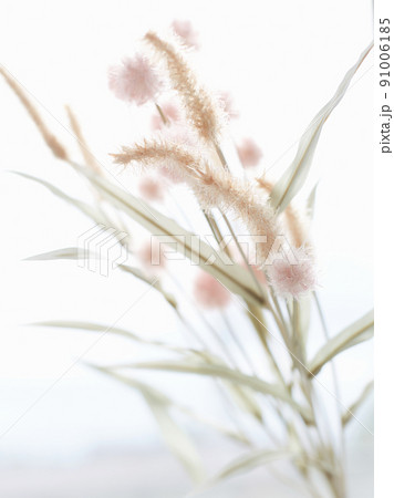 fluffy plant with flowers. beautiful poster fluffy plant with flowers. beautiful poster 91006185