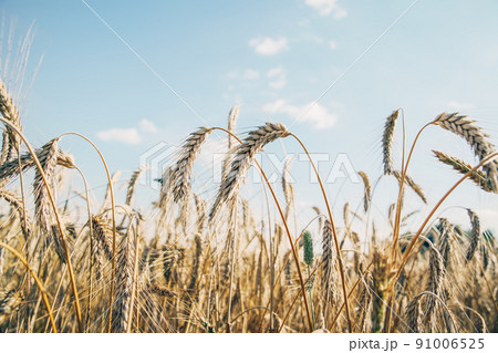 Oat florets on sunlit field full frame background Oat florets on sunlit field full frame background 91006525