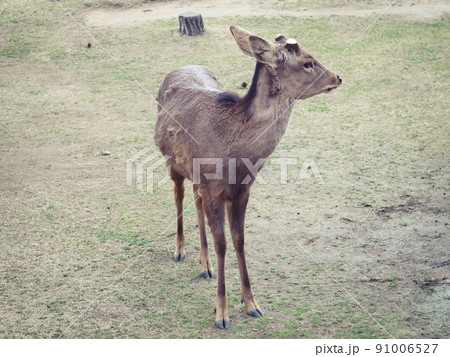 奈良公園 子鹿 奈良公園 子鹿 91006527