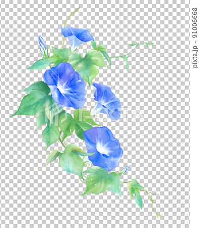 上から枝垂れ下がる、青いアサガオの水彩イラスト。夏の花。 上から枝垂れ下がる、青いアサガオの水彩イラスト。夏の花。 91006668