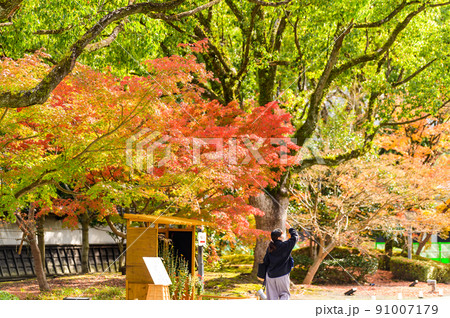 細川刑部邸庭園「庭園内の紅葉景色」観光名所：日本庭園 91007179