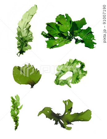 海藻 素材　ウスバアオノリ　アオサ  91007190