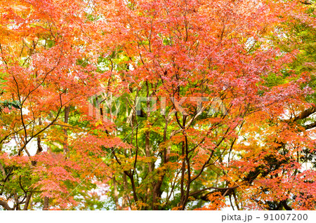細川刑部邸庭園「庭園内の紅葉景色」観光名所：日本庭園 91007200