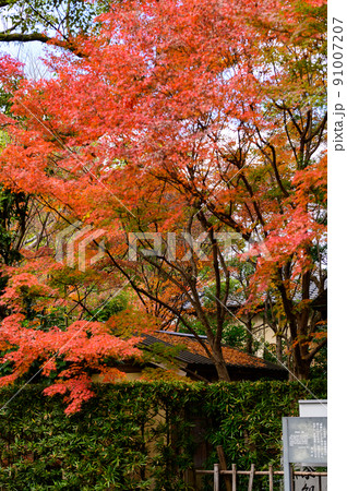 細川刑部邸庭園「庭園内の紅葉景色」観光名所:日本庭園 細川刑部邸庭園「庭園内の紅葉景色」観光名所:日本庭園 91007207