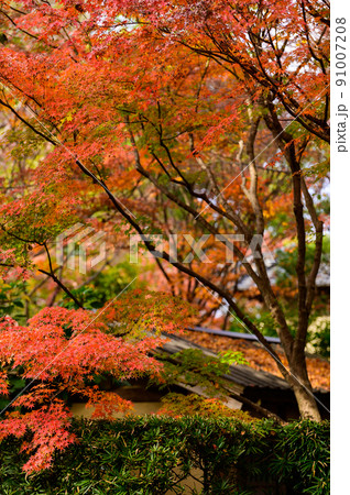 細川刑部邸庭園「庭園内の紅葉景色」観光名所：日本庭園 91007208