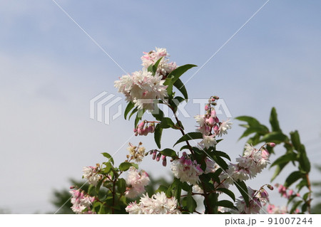 春の日本の公園に咲く白とピンクの複色のサラサウツギの花 91007244