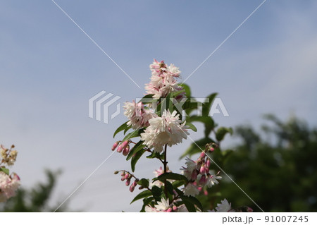 春の日本の公園に咲く白とピンクの複色のサラサウツギの花 91007245