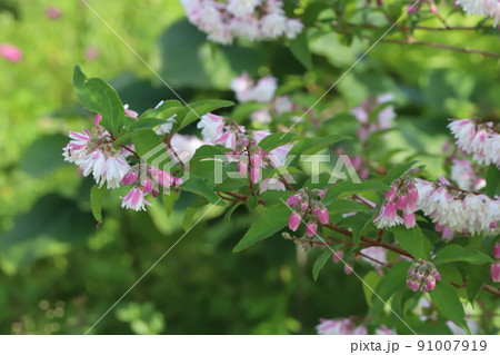 春の日本の公園に咲く白とピンクの複色のサラサウツギの花 春の日本の公園に咲く白とピンクの複色のサラサウツギの花 91007919