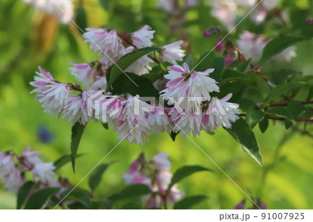 春の日本の公園に咲く白とピンクの複色のサラサウツギの花 春の日本の公園に咲く白とピンクの複色のサラサウツギの花 91007925