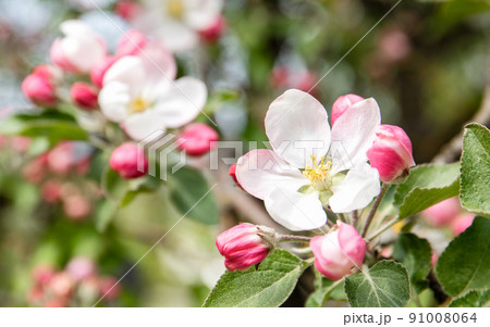Blossom of apple in white and pink color, early spring 91008064
