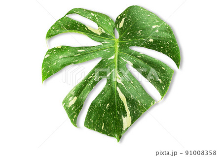 Leaf of Monstera Deliciosa Thai Constellation on white background with clipping path, top view 91008358