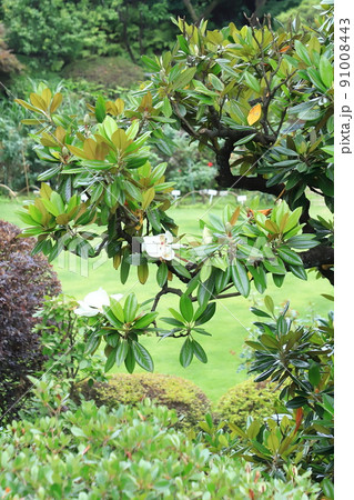 泰山木（タイサンボク）の木と大きな花 91008443