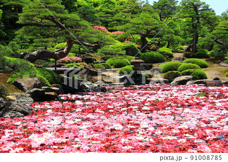 由志園 池泉牡丹 由志園 池泉牡丹 91008785