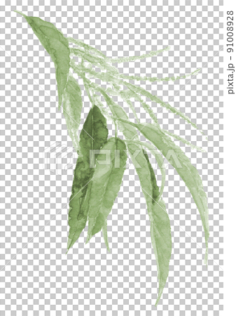 栗の雄花 栗の木 グリーントーン【手描き水彩画】白バック 透過背景 91008928