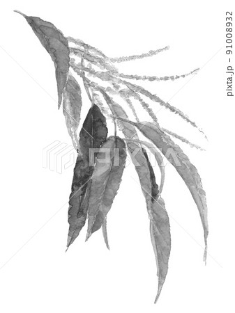 栗の雄花 栗の木 モノトーン【水墨画風水彩画】白バック 透過背景 91008932