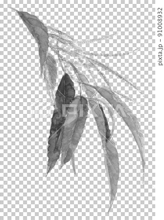 栗の雄花 栗の木 モノトーン【水墨画風水彩画】白バック 透過背景 91008932