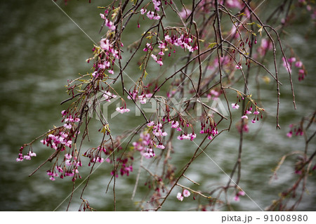 二分咲きの山桜 91008980