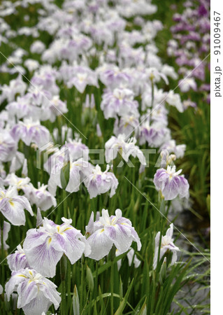 梅雨の花、ハナショウブ満開 91009467