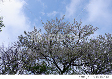 綺麗な空と桜 綺麗な空と桜 91010238