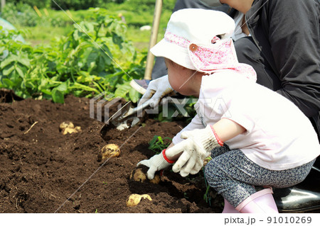 じゃがいもを収穫する家族 91010269
