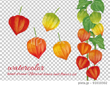 生動的酸漿水彩畫 91010302