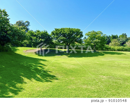 夏の青空の下に広がる青々とした芝生の広場と夏の太陽の光に影をつくる木々 91010548