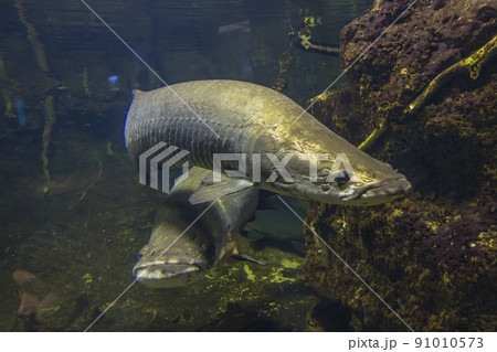 ピラルク ピラルクー 生きた化石 紅い魚 古代魚 水族館 ピラルク ピラルクー 生きた化石 紅い魚 古代魚 水族館 91010573