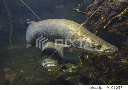 ピラルク　ピラルクー　 生きた化石　紅い魚　古代魚　水族館 91010574