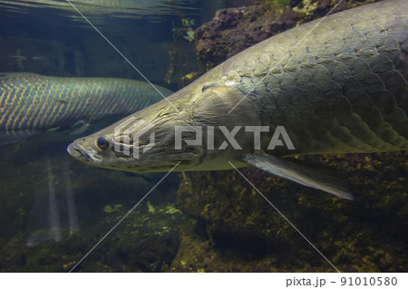 ピラルク ピラルクー 生きた化石 紅い魚 古代魚 水族館 ピラルク ピラルクー 生きた化石 紅い魚 古代魚 水族館 91010580