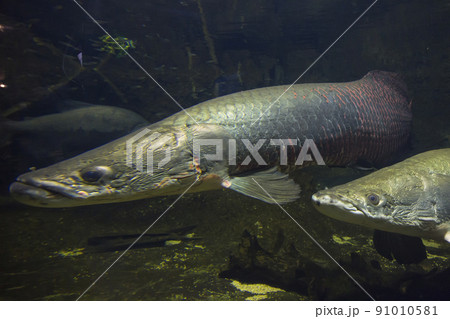 ピラルク ピラルクー 生きた化石 紅い魚 古代魚 水族館の写真素材 [91010581] - PIXTA