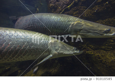 ピラルク ピラルクー 生きた化石 紅い魚 古代魚 水族館の写真素材 [91010585] - PIXTA