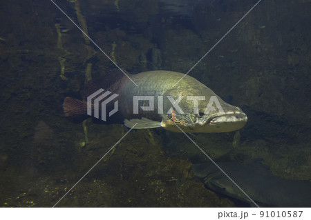 ピラルク ピラルクー 生きた化石 紅い魚 古代魚 水族館 ピラルク ピラルクー 生きた化石 紅い魚 古代魚 水族館 91010587