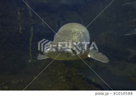 ピラルク ピラルクー 生きた化石 紅い魚 古代魚 水族館 ピラルク ピラルクー 生きた化石 紅い魚 古代魚 水族館 91010588